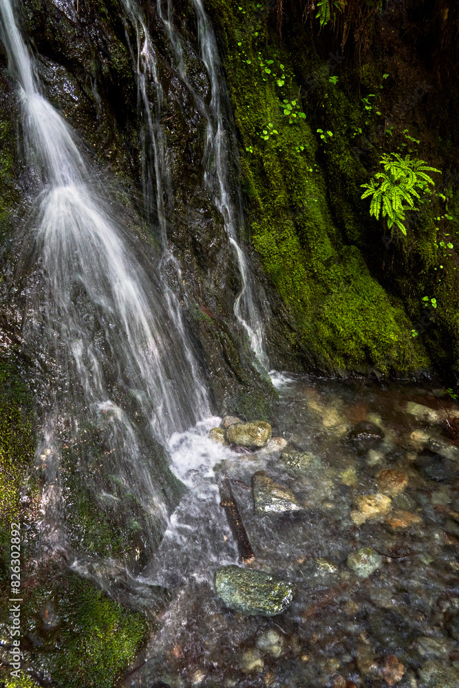 A small waterall cascades down a dark cliff into a stream bed with colorful rocks amongst lush moss. A small waterall cascades down a dark cliff into a stream bed with colorful rocks amongst lush moss.