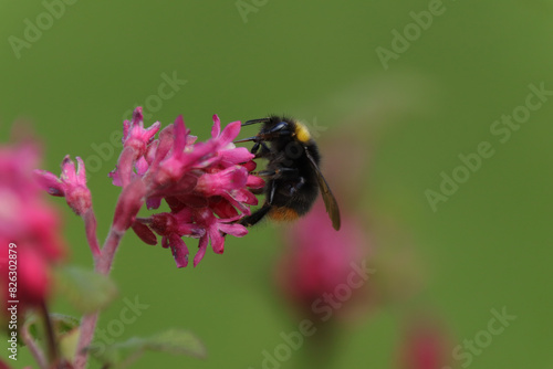 Bourdon des prés (Bombus pratorum)
Bombus pratorum in its natural element
 photo