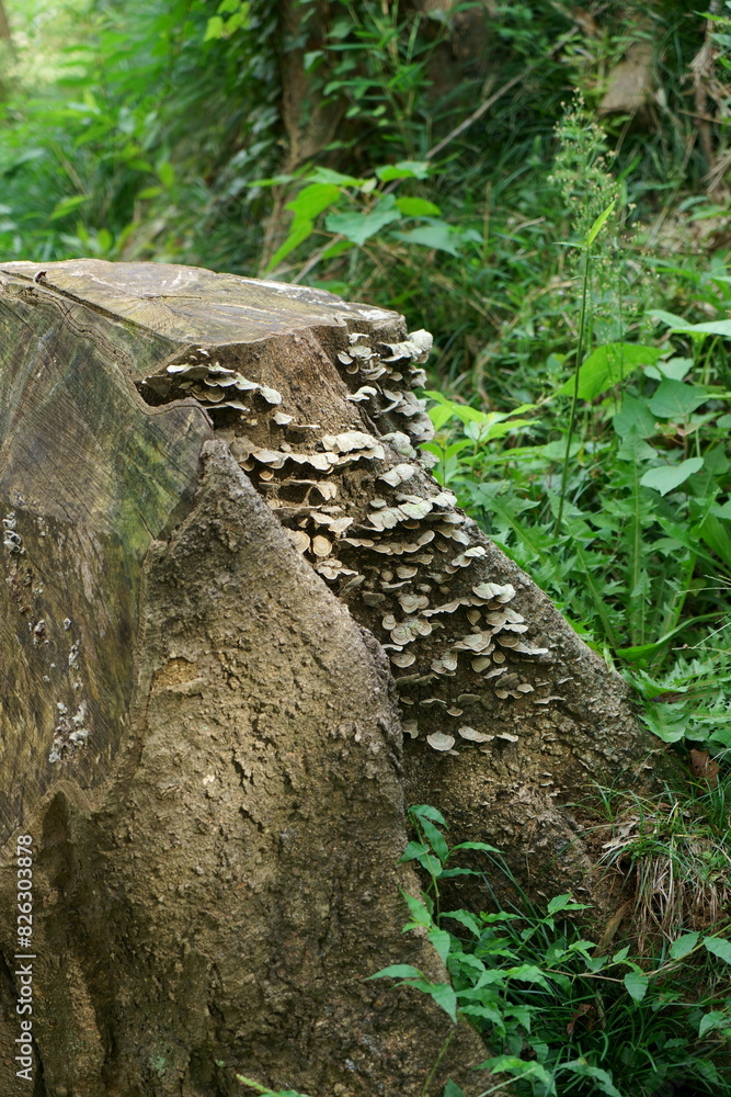 Obraz premium 切り株に生えるキノコ縦構図