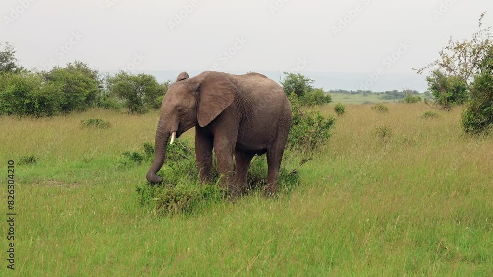 Beautiful elephant eating plants in grass field and foggy sky behind him Beautiful elephant eating plants in grass field and foggy sky behind him