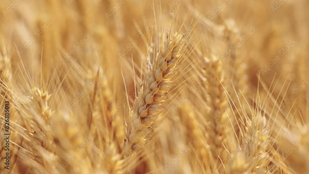 golden wheat field. Ears of golden wheat close up. golden wheat field. Ears of golden wheat close up.