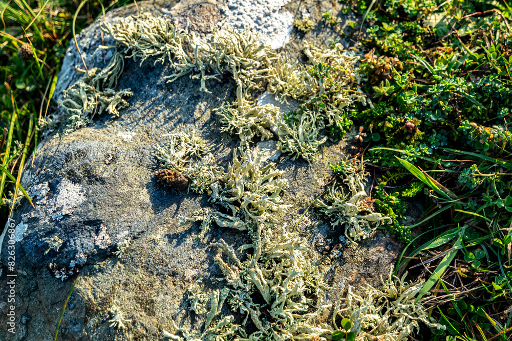 Cladonia polydactyla lichen growing on a stone at the west coast of County DOnegal, Ireland Cladonia polydactyla lichen growing on a stone at the west coast of County DOnegal, Ireland