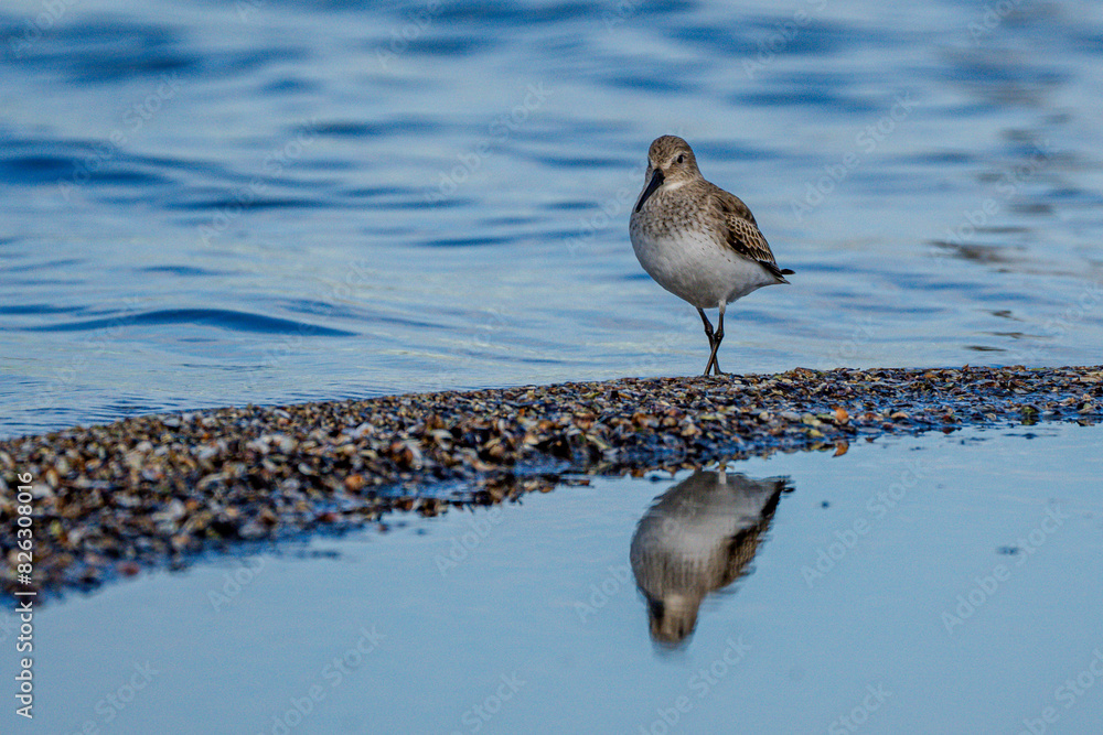Sandpiper standing in water, gazing at the ground with its head turned down Sandpiper standing in water, gazing at the ground with its head turned down