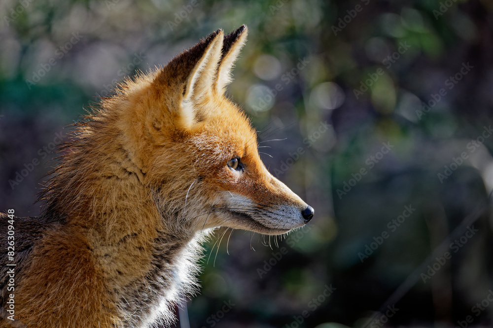 Fototapeta premium an image of a wild fox in the wild with trees in the background