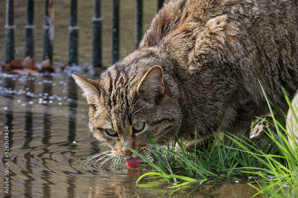 a cat is outside drinking water from a pond in the grass a cat is outside drinking water from a pond in the grass