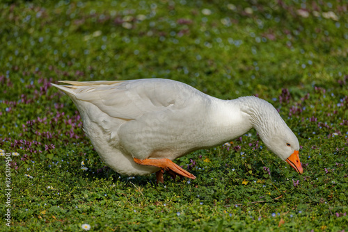 a white bird in the grass eating food from it's mouth