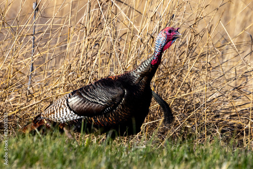 Canvas Print Closeup shot of an Illinois wild turkey in a dry hay field
