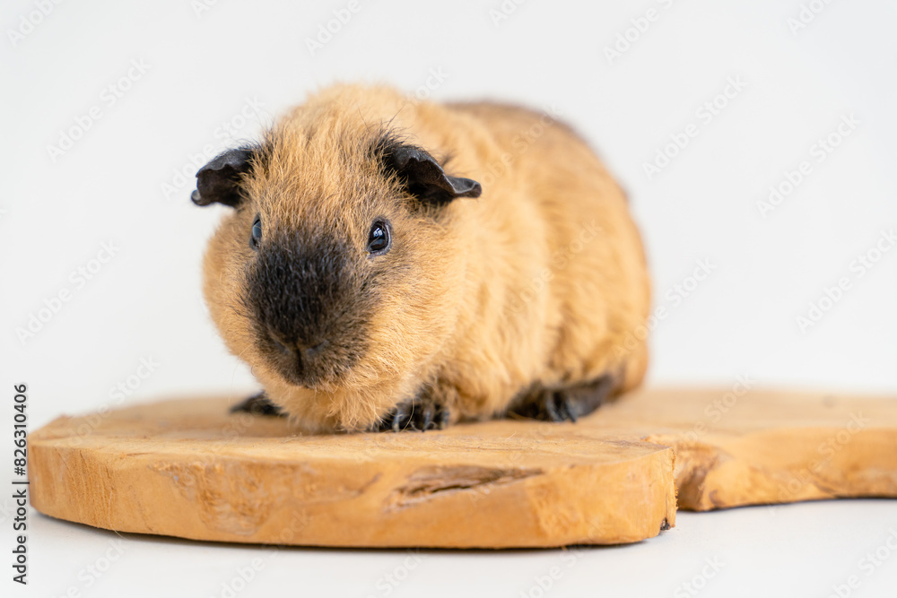 Fototapeta premium Closeup of a cute Guinea pig on a white background