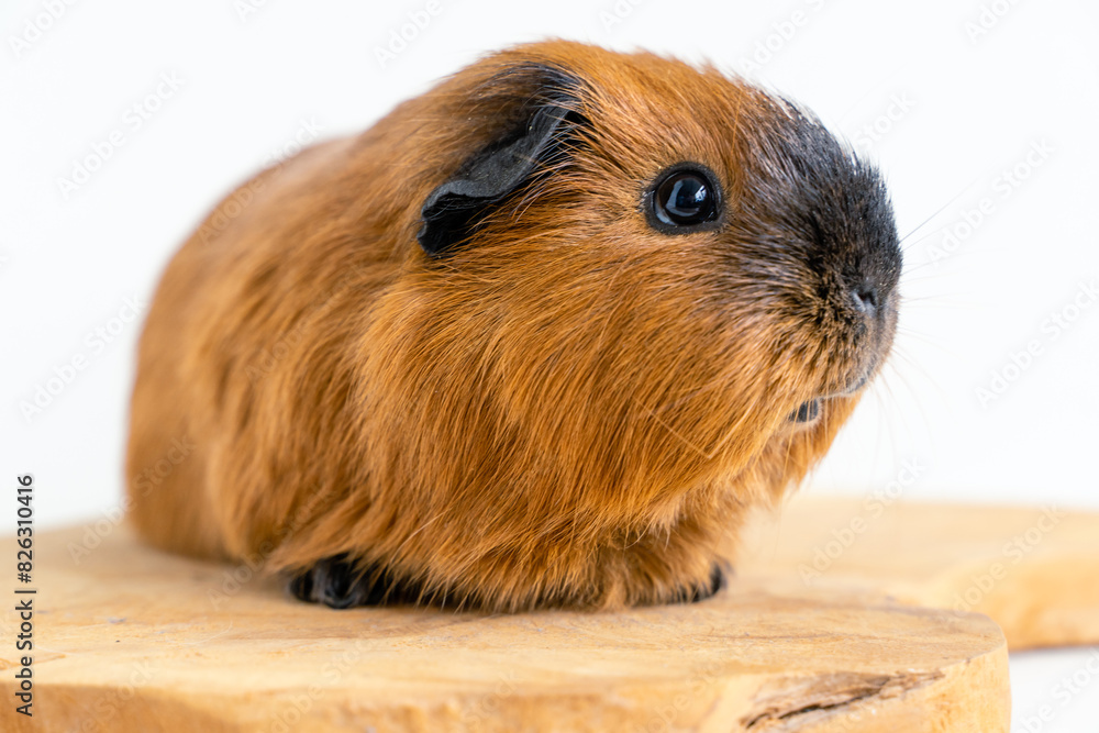 Fototapeta premium Closeup of a cute Guinea pig on a white background