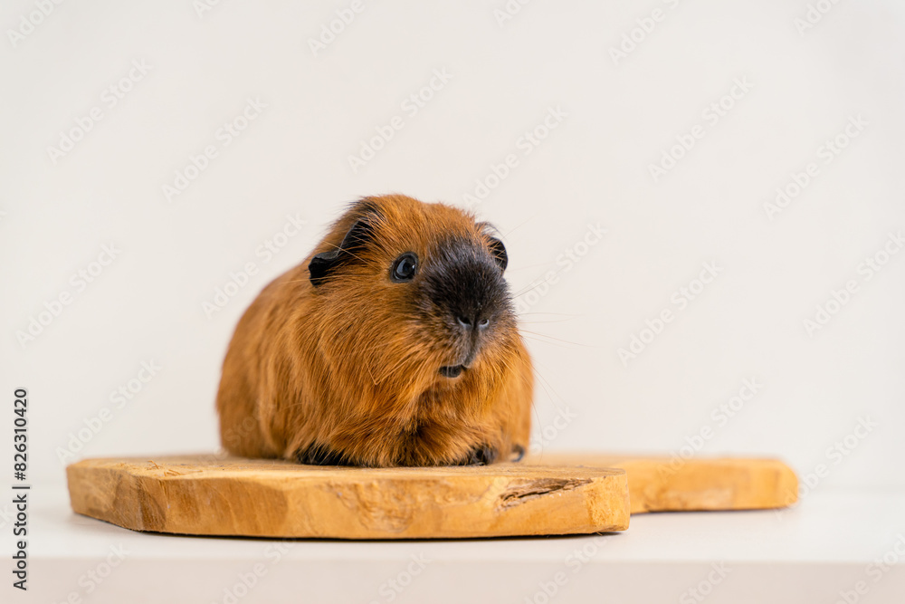 Fototapeta premium Closeup of a cute Guinea pig on a white background