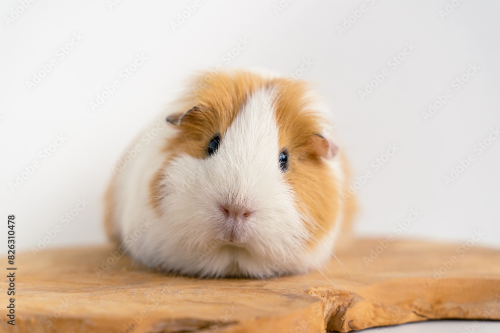 Obraz premium Closeup of a cute Guinea pig on a white background