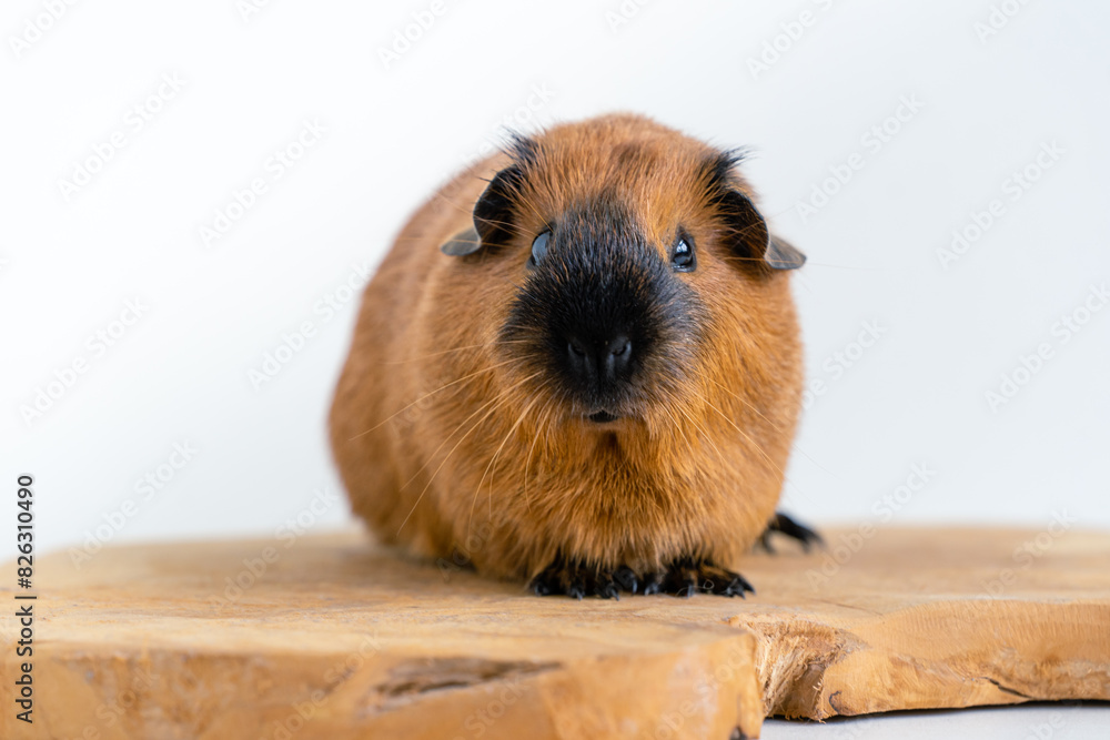 Fototapeta premium Closeup of a cute Guinea pig on a white background