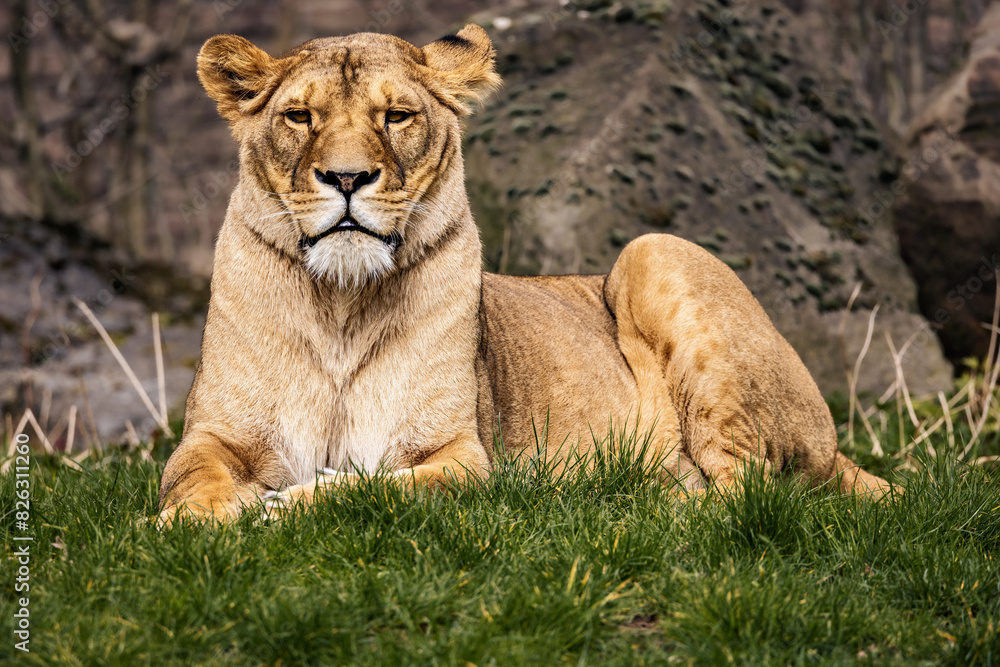 Majestic adult lion resting on grass by rocks. Majestic adult lion resting on grass by rocks.