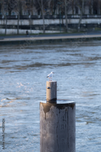 Seagull perched on a metal post photo