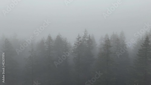 Drone shot of the treetops in dense woods on a foggy day in New Forest district, Hampshire, England photo