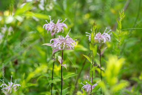 A close-up of lavender flower heads of Wild Bergamot, Monarda fistulosa, showing the individual tubular flowers. Also called Bee Balm. photo