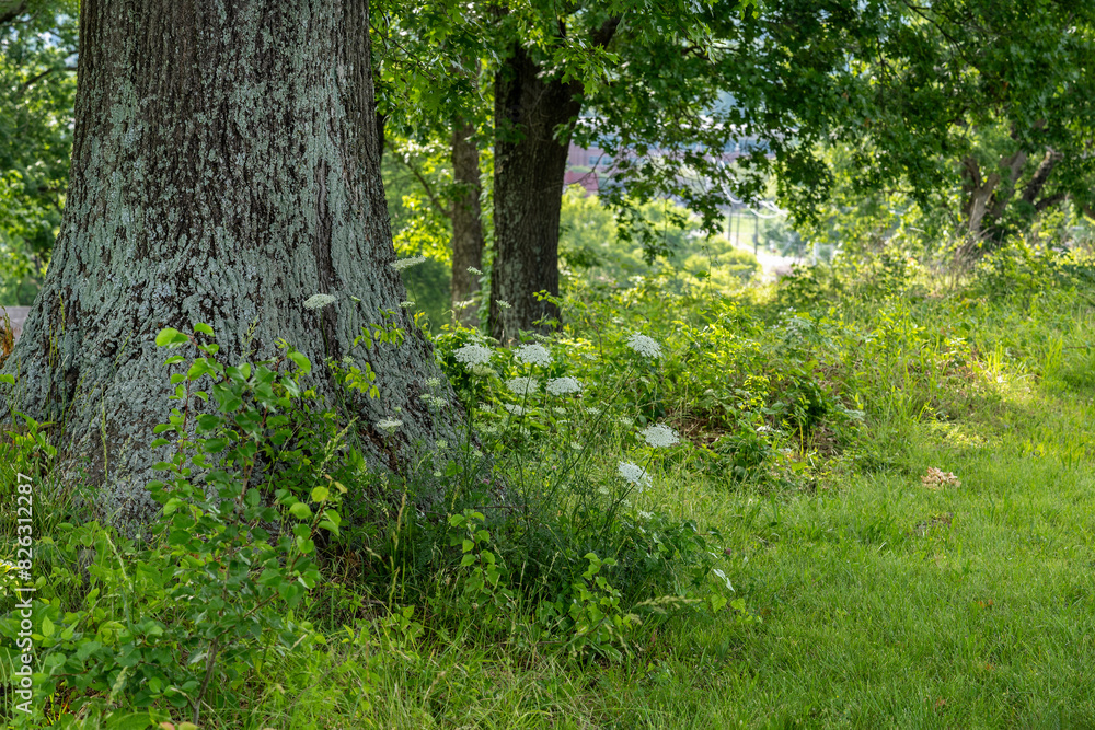 A patch of Wild Carrot, Daucus carota, growing under an oak tree. along the edge of a meadow. Also called Queen Ann's Lace.