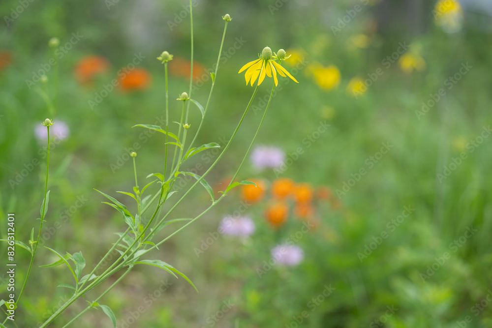 A yellow flower and tall stems of of the Grey-headed coneflower, Ratibida pinnata, in a meadow. Selective focus with orange lavender and yellow flowers blurred in the background. A yellow flower and tall stems of of the Grey-headed coneflower, Ratibida pinnata, in a meadow. Selective focus with orange lavender and yellow flowers blurred in the background.