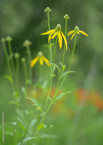 Yellow flowers of the Grey-headed coneflower, Ratibida pinnata, on tall stems in a meadow. Focus on the foreground flowers with orange milkweed in the background. photo