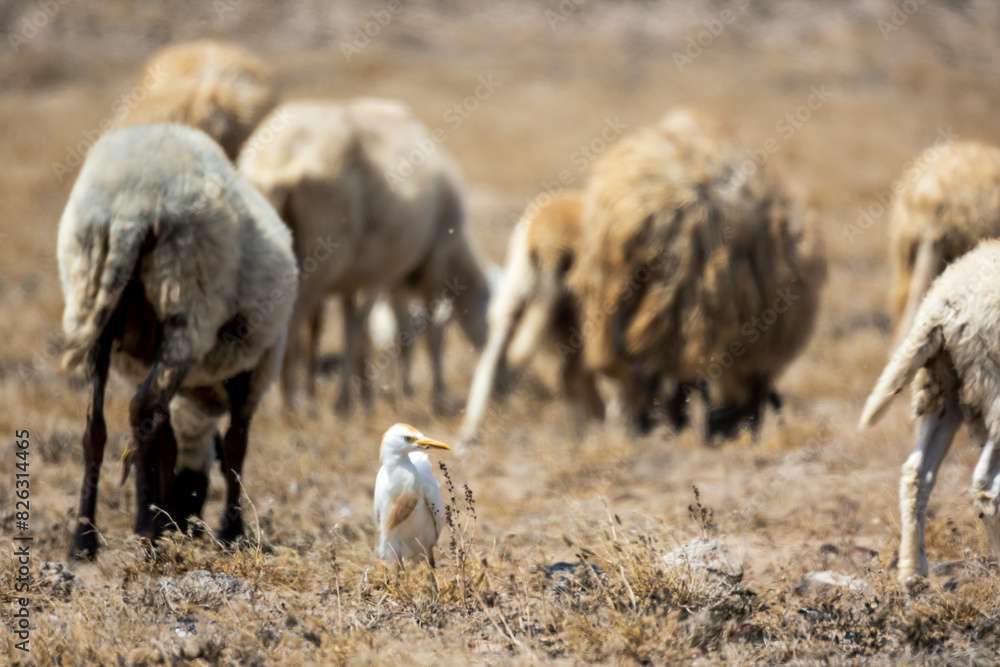 Fototapeta premium Cattle egret with a flock of sheep