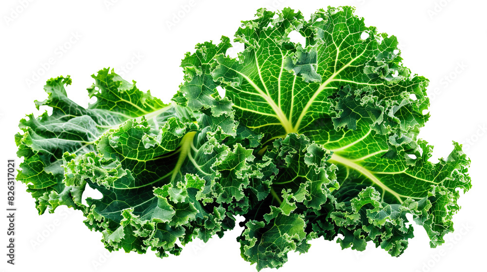 Lettuce (Kale) isolated on transparent white with background PNG Lettuce (Kale) isolated on transparent white with background PNG