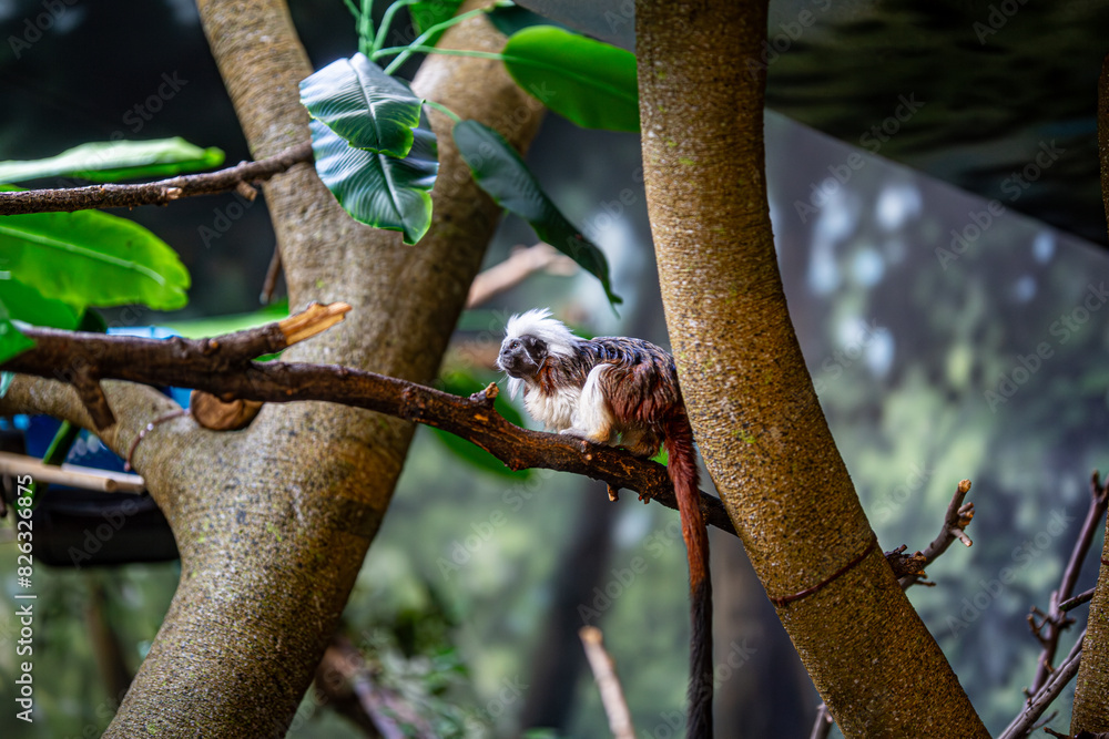 Monkey perched in a tree, enjoying fruits from the branches Monkey perched in a tree, enjoying fruits from the branches