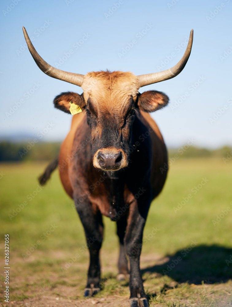 Cow is drooling on the meadow in Bavaria Germany Cow is drooling on the meadow in Bavaria Germany