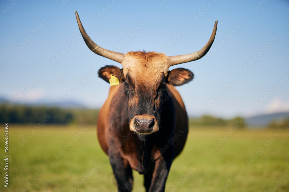 Cow is drooling on the meadow in Bavaria Germany Cow is drooling on the meadow in Bavaria Germany