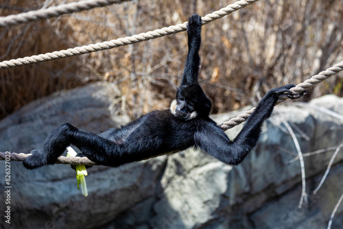 Canvas Print a monkey holding on to a rope with leaves in it