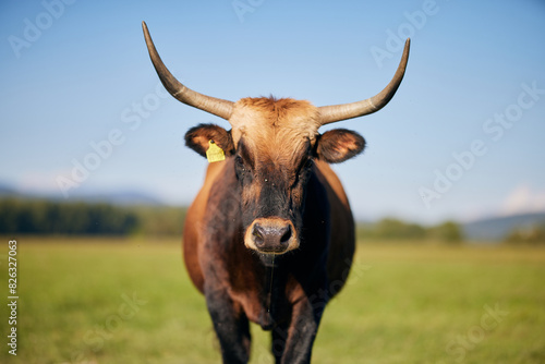 Cow is drooling on the meadow in Bavaria Germany