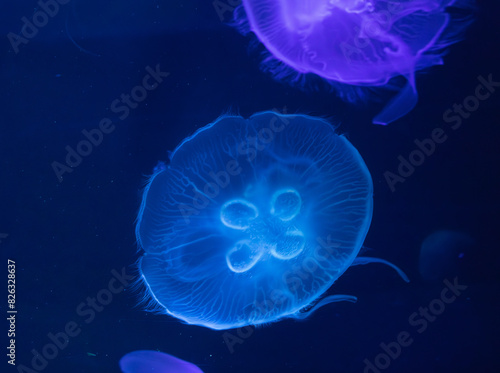 Jellyfish floating in water © Allen Penton