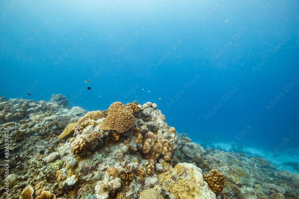 Obraz premium Serene ocean scene with fish swimming among coral reefs