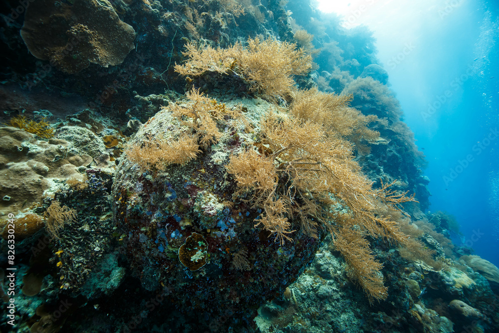 Obraz premium Underwater coral reef in calm blue ocean depths