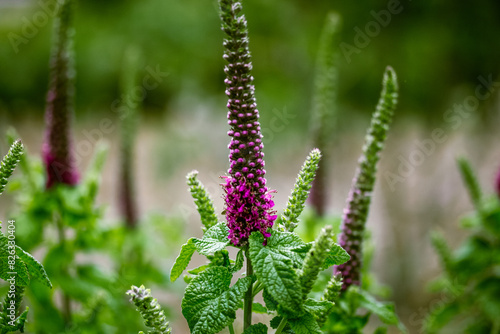 Teucrium hircanicum medical plant. Purple tails wood sage grow in a forest, garden. Iranian germander ornamental decorative plant. Wild purple flower. photo