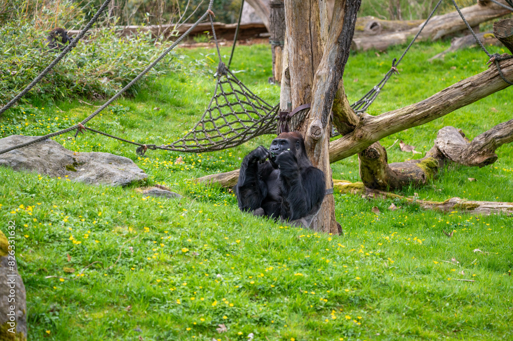 Gorilla resting near a tree while munching on leaves Gorilla resting near a tree while munching on leaves