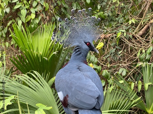 Obraz na plátne Closeup shot of a Victoria crowned pigeon perched on a tree branch