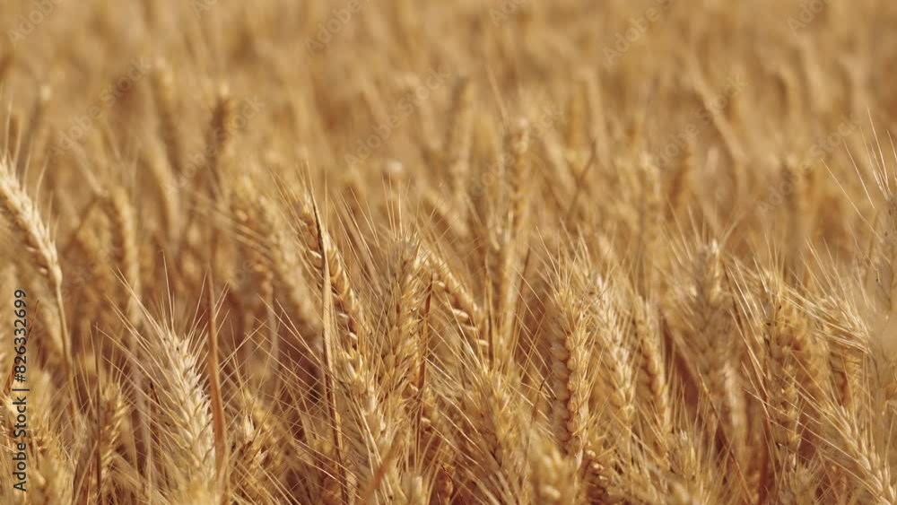 golden wheat field. Ears of golden wheat close up. golden wheat field. Ears of golden wheat close up.