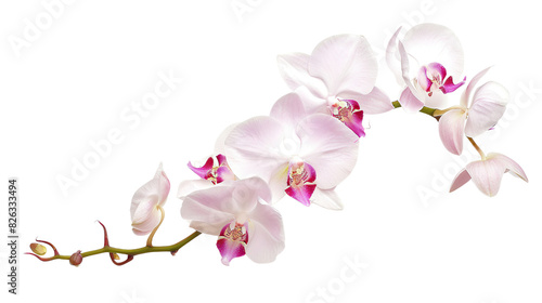 orchid flower white background