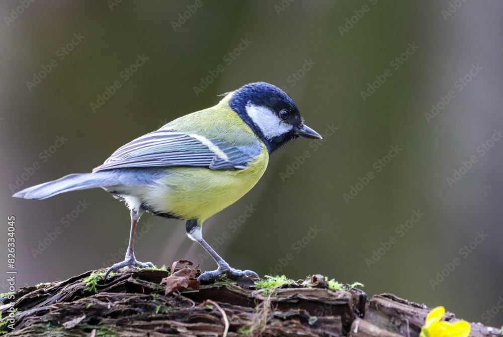 a yellow, black and white bird sitting on a tree branch a yellow, black and white bird sitting on a tree branch