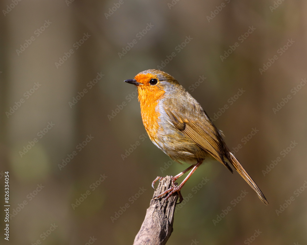Selective focus shot of a robin bird perched on a tree branch Selective focus shot of a robin bird perched on a tree branch