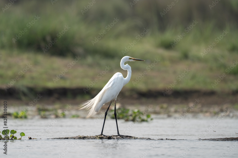 Beautiful great egret bird perched on a shallow lake Beautiful great egret bird perched on a shallow lake