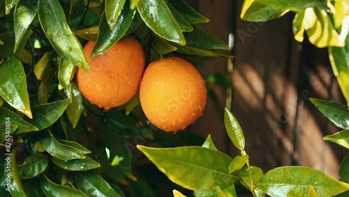 Closeup of wet ripe oranges with green leaves on tree on a sunny day