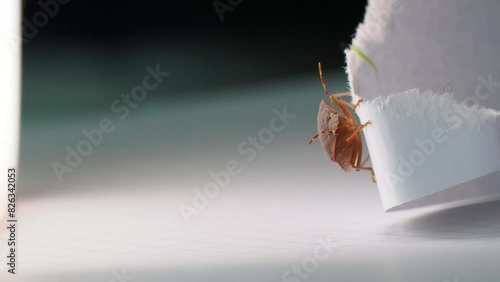 Close-up shot of a Brown Marmorated Stink Bug standing on a piece of cut paper. photo