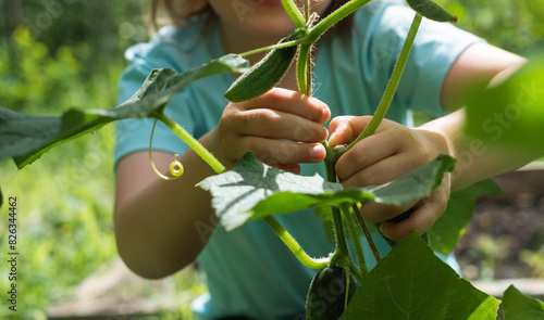 Close-up of a child's hand picking a ripe fresh cucumber from a bush. Gardening, agriculture, harvesting.