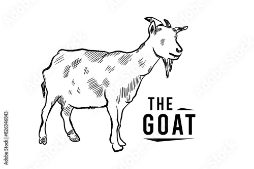 Goat line sketch logo in engraving style  hand drawn black and white vector illustration
