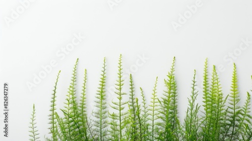 Horsetail fern Equisetum arvense on a plain white backdrop