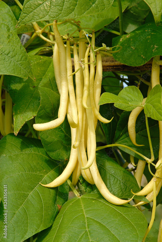 Phaseolus vulgaris 'Ramdor' , Haricot mangetout beurre grimpant, Stock ...