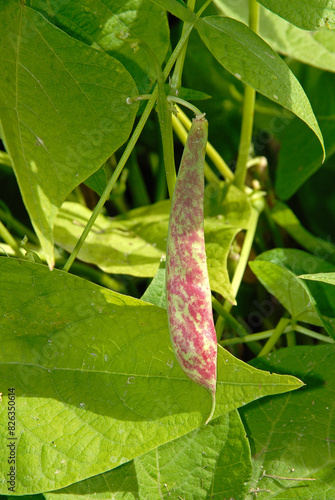 Phaseolus vulgaris 'Flambo' , Haricot à écosser photo