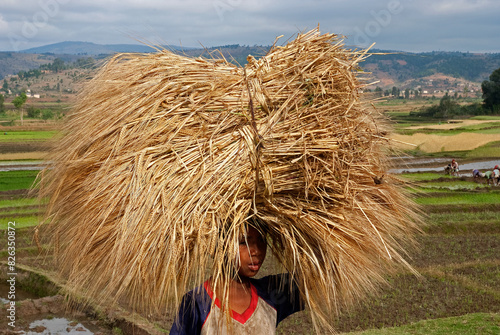 culture du riz, risiére, région Antsirabe, Madagascar photo