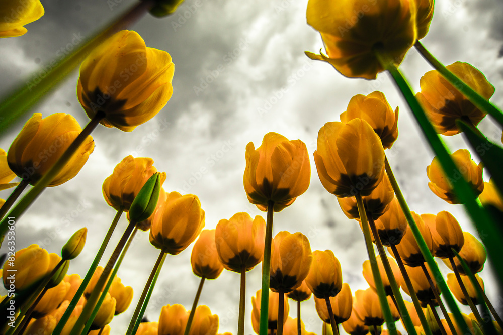 Obraz premium yellow tulips against sky